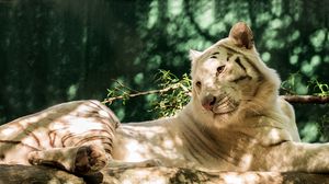 Превью обои белый тигр, хищник, бревно
