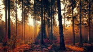 Превью обои лес, деревья, туман, осень