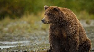 Превью обои медведь, сидит, толстый