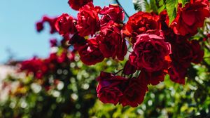Превью обои розы, красный, куст, размытость, цветение