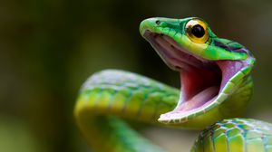 Превью обои змея, green snake, costa rica