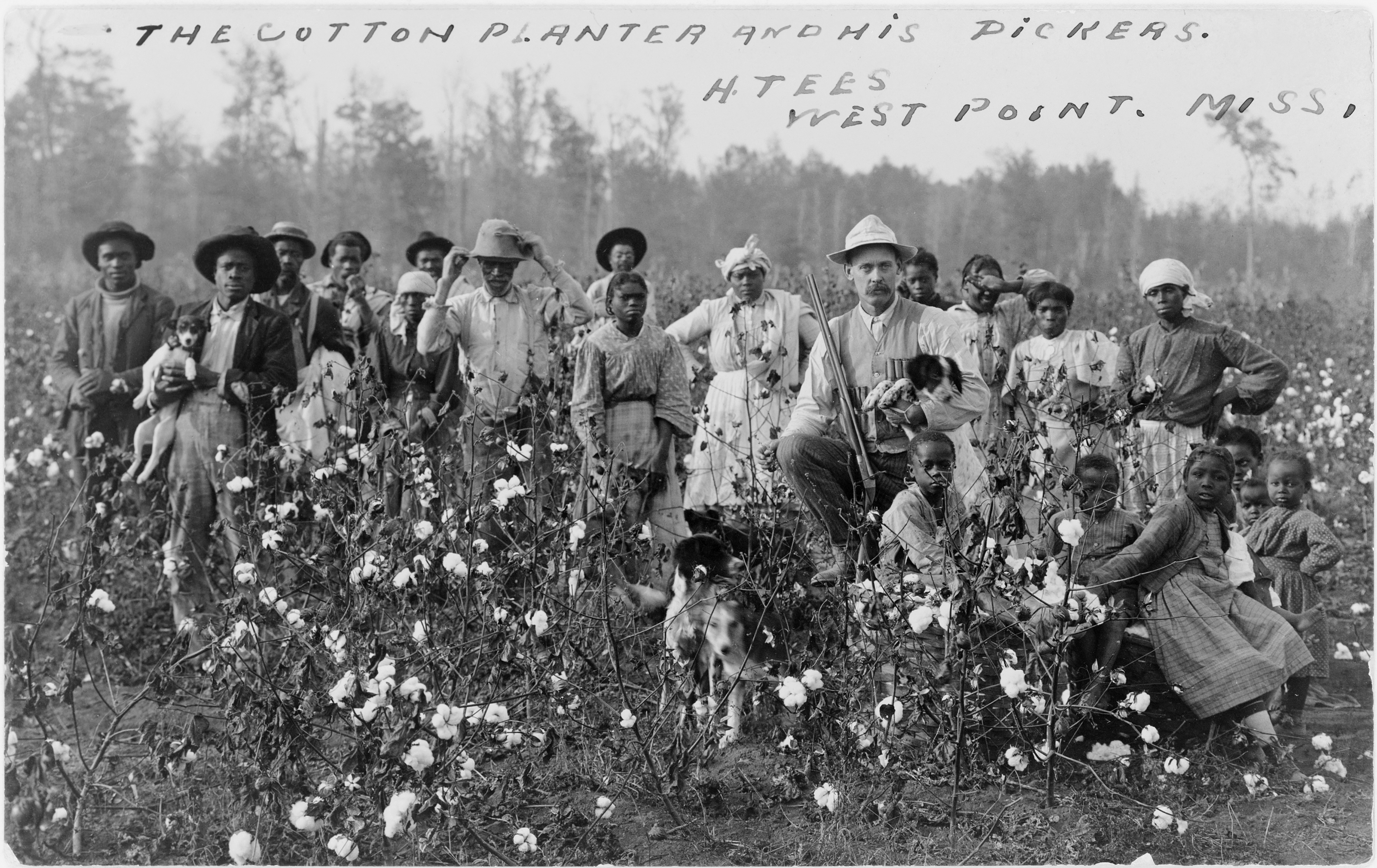 Cotton_planter_and_pickers1908.jpg