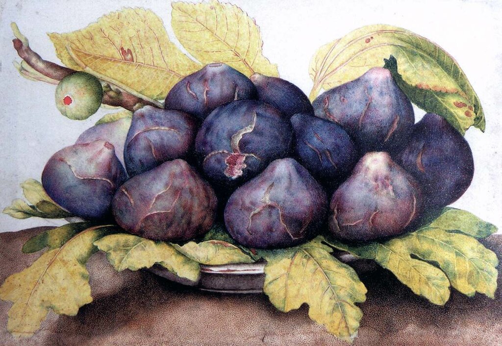 51985-plate-of-figs-garzoni-giovanna.jpg