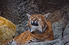 Lynx мяукает | Фото