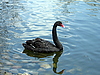 Черный лебедь плавает по воде | Фото