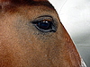 Глаз коня | Фото