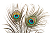 Перья павлина | Фото