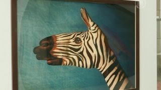 Художник рисует на руках исчезающих животных (новости)
