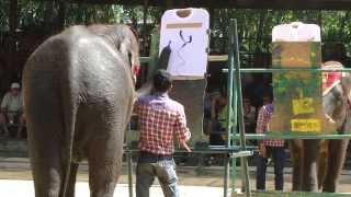 Умнейший слон рисует картину в Паттайе, Тайланд.