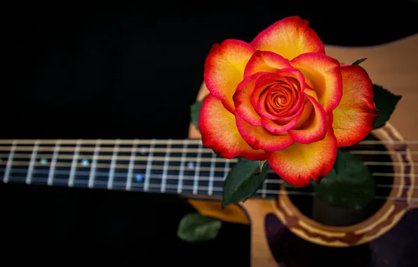 Обои роза, струны, гитара