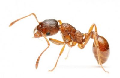 Картина муравейник