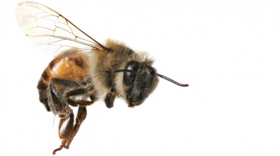 Пчела белый фон