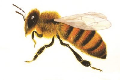 Пчела нарисованная