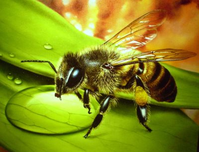 Пчела нарисованная
