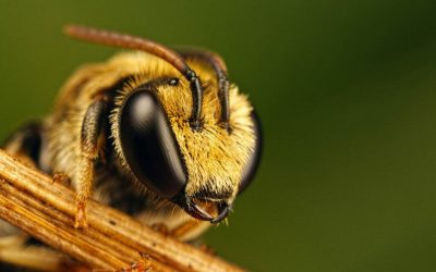 Пчела прикольная