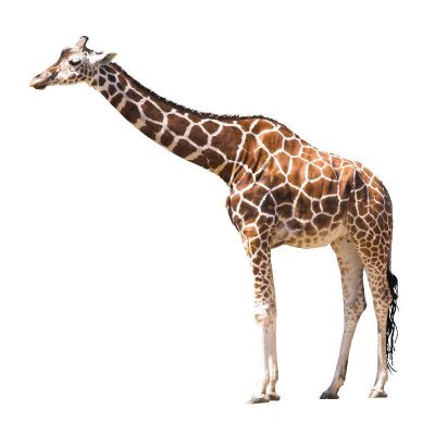 Жираф тянет шею