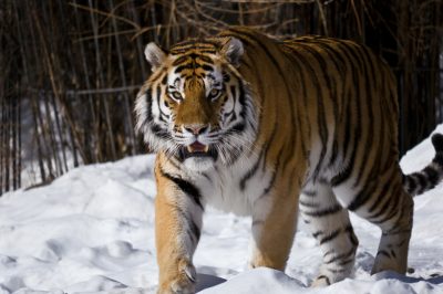 Амурский тигр2