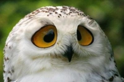 Глаза совы