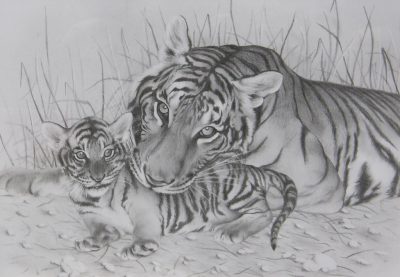 Тигр карандашом2