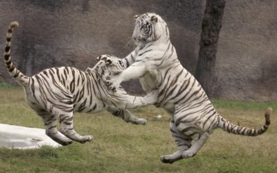 Тигрята играют2