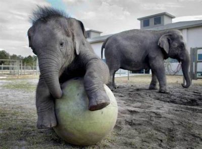 Слон с мячиком
