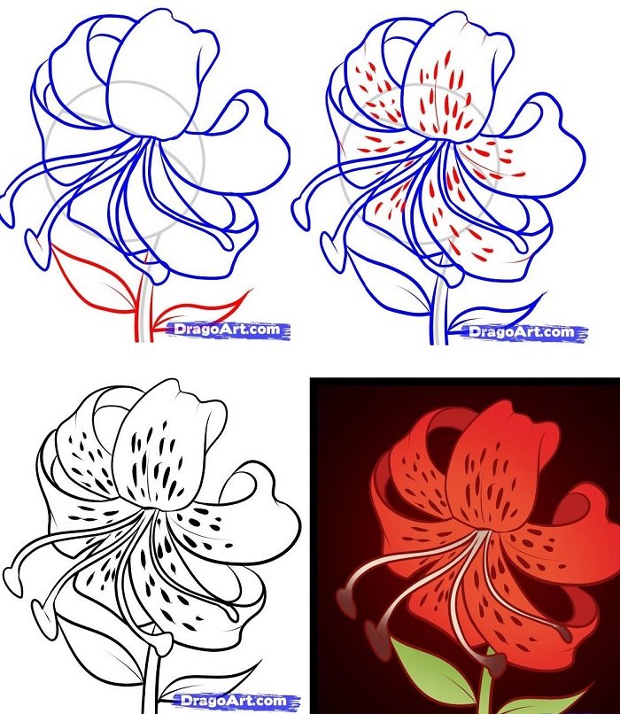 Как нарисовать цветок - Лилия, фото 2