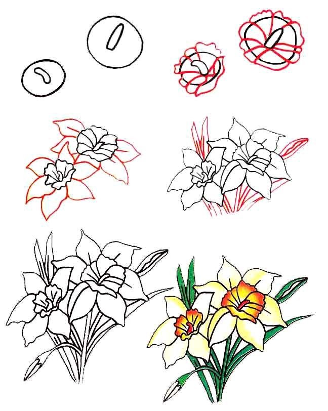 Как нарисовать цветок - Нарциссы, фото 2