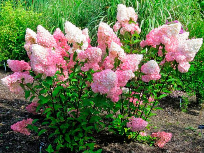 Гортензия метельчатая (Hydrangea paniculata)