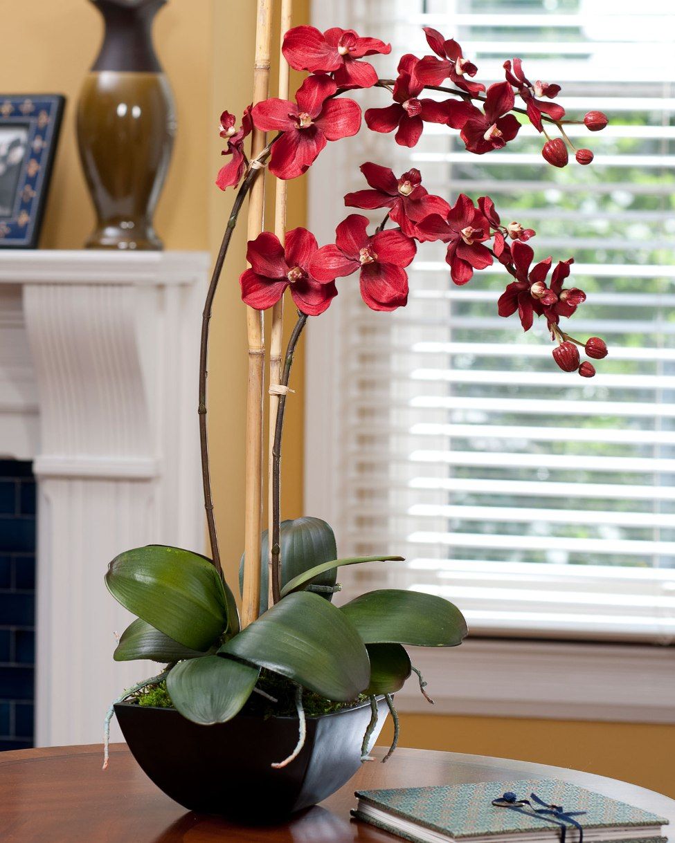 Красная орхидея в гостиной