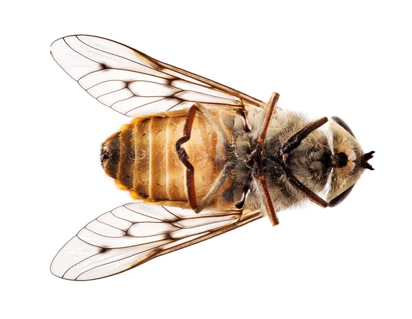 Мертвые пчелы или летать лежа на спине в макросе — стоковое фото