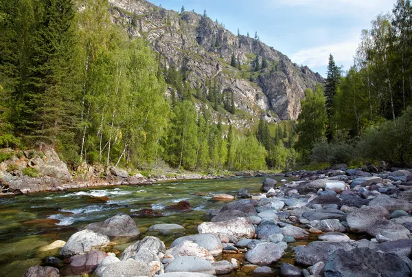 Алтайские реки кумир — стоковое фото