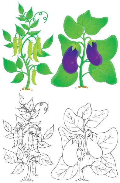 Баклажаны и гороха растения в цвете и наброски — стоковое фото