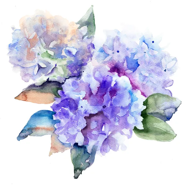 Цветы красивые гортензии голубой — стоковое фото