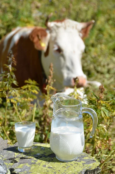 Швейцарский коровы и кувшин для молока — стоковое фото