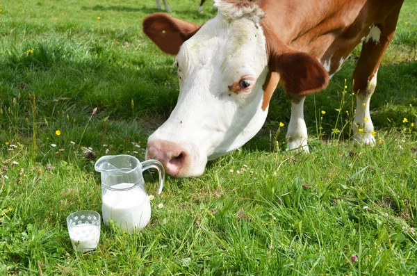 Молоко и корова — стоковое фото