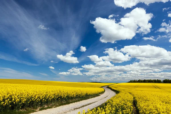Путь страны на поле весной желтые цветы, изнасилование — стоковое фото
