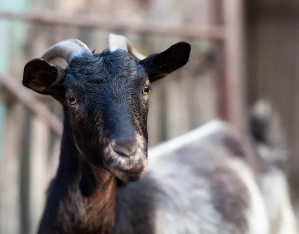 Портрет крупным планом козы. — стоковое фото