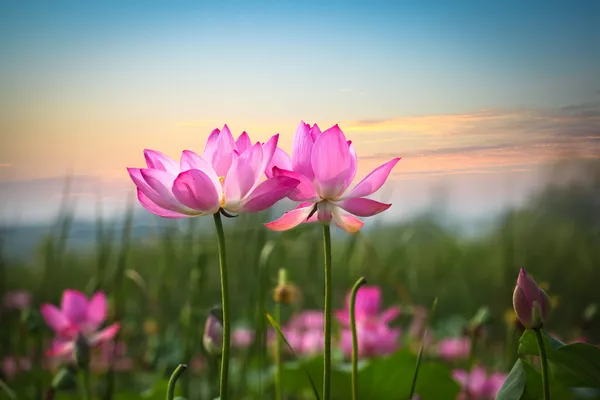 Цветок лотоса в закате — стоковое фото