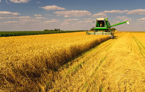 Комбайн, работающий над областью пшеницы — стоковое фото