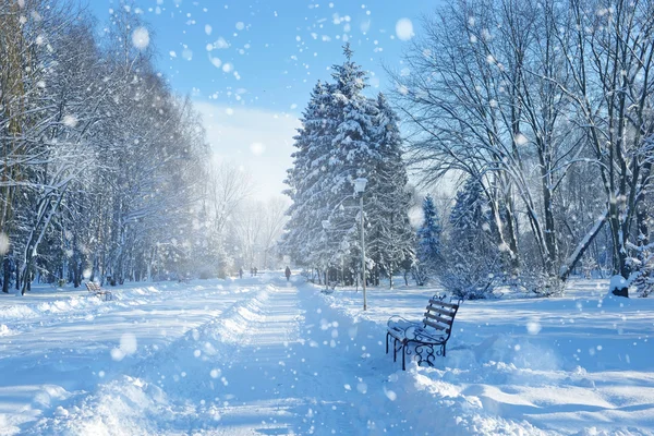Красивый зимний пейзаж со снегом покрыл деревья — стоковое фото