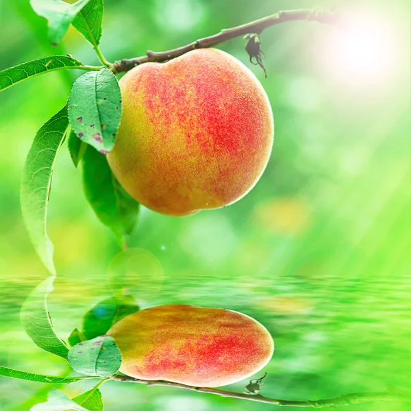 Персик растущих сближения — стоковое фото