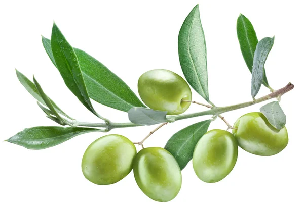 Филиал оливковое дерево с оливки на нем — стоковое фото