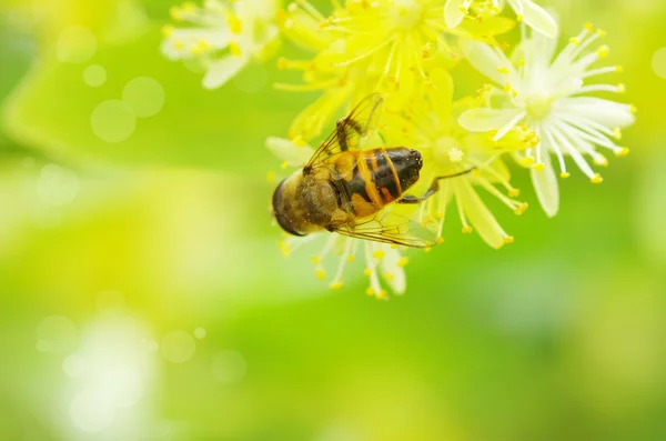 Пчела на цветке белой — стоковое фото