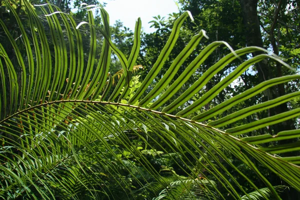 Лист папоротника, iriomote острова, Окинава, Япония — стоковое фото