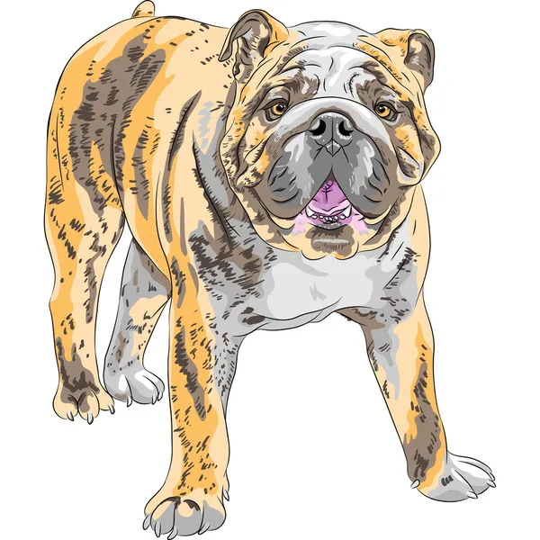 Векторный рисунок собаки породы Английский бульдог — стоковый вектор