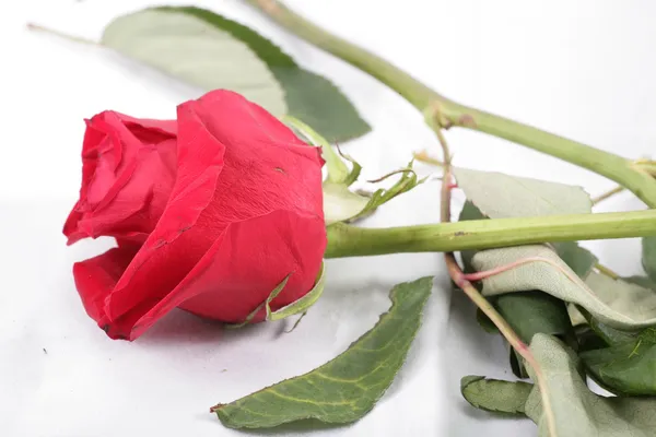Макросъемки завязь красной розы бросали в полу. o понятие — стоковое фото