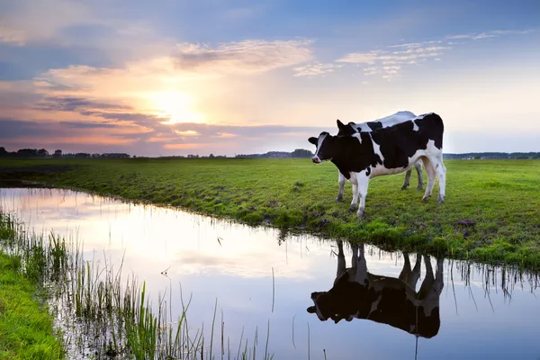 Две коровы молока у реки на закате — стоковое фото