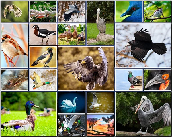 Коллаж птиц — стоковое фото