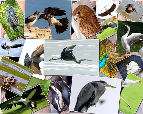 Коллаж птиц — стоковое фото