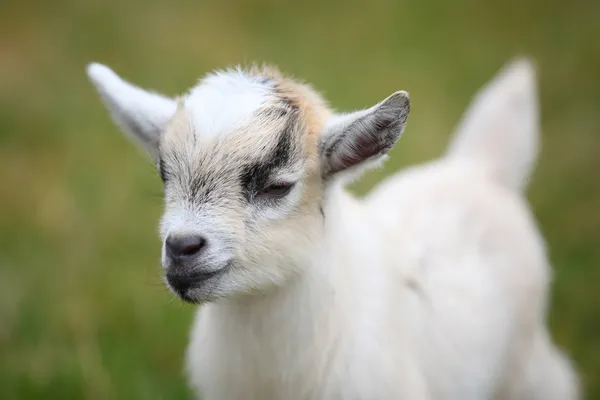 Молодая коза — стоковое фото
